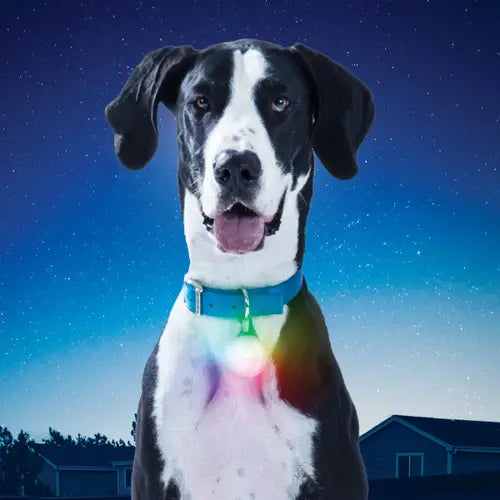 Nite IZE SPOTLIT XL RECHARGEABLE COLLAR LIGHT - DISC-O SELECT™